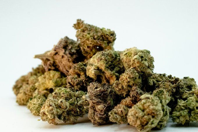 LEMON HAZE - Fleur de CBD Greenhouse