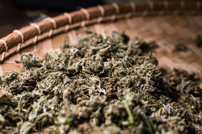 Trim CBD Greenhouse - Un voyage sensoriel unique