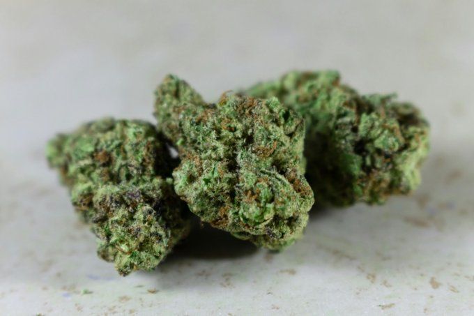 Plutonium - Fleur de CBD greenhouse 
